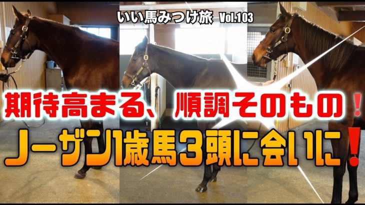 【競馬・馬主】期待高まる、順調そのもの❗️ノーザン1歳馬３頭に会いに‼️（いい馬みつけ旅Vol.103）